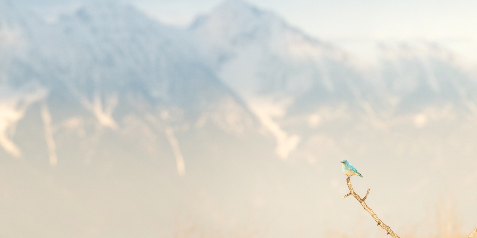 Mountain Bluebird Hero