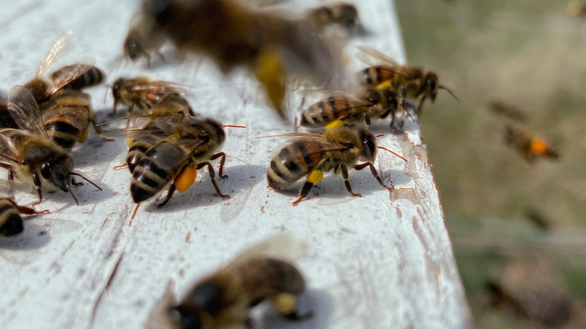 Pommier Ranch Meadery v